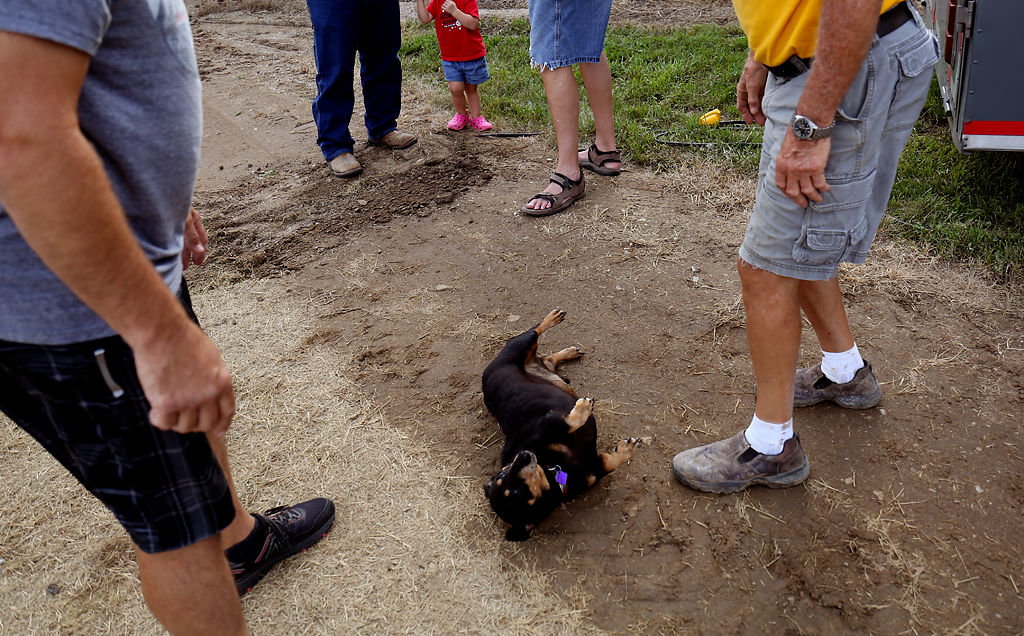 Rodeo clown Ronald Burton tells his dog Beanie to do tricks